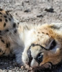 ۵۰ گونه جانوری ایران در خطر انقراض قرار دارند