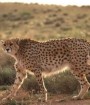 ٧٠ درصد از گونه‌های برجسته حیات وحش ایران منقرض شده اند
