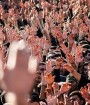 مراجع تقلید عزاداران را از برگزاری مجالس حضوری پرهیز دهند